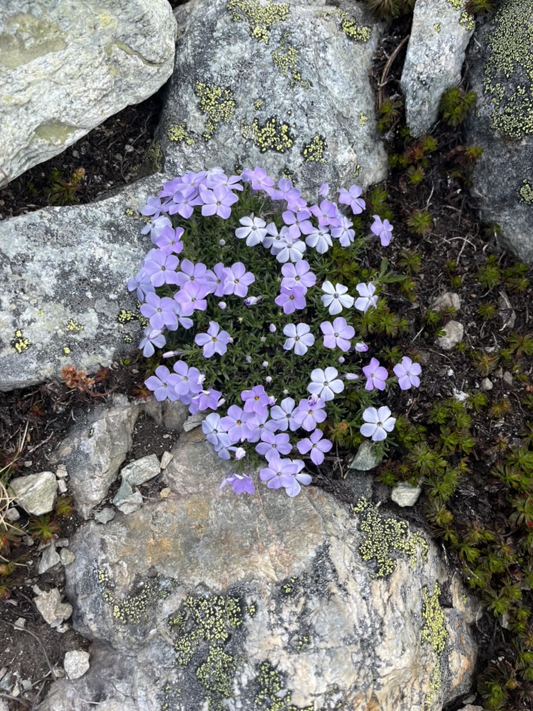 purple wildflowers growing in rocks