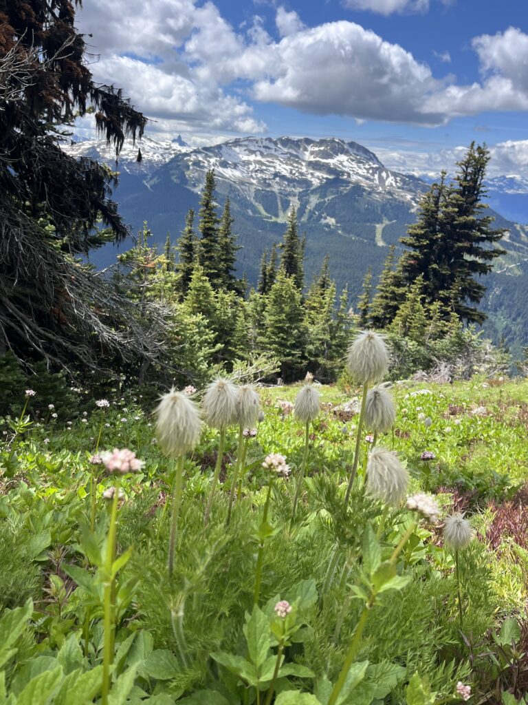 Wildflowers and mountain view