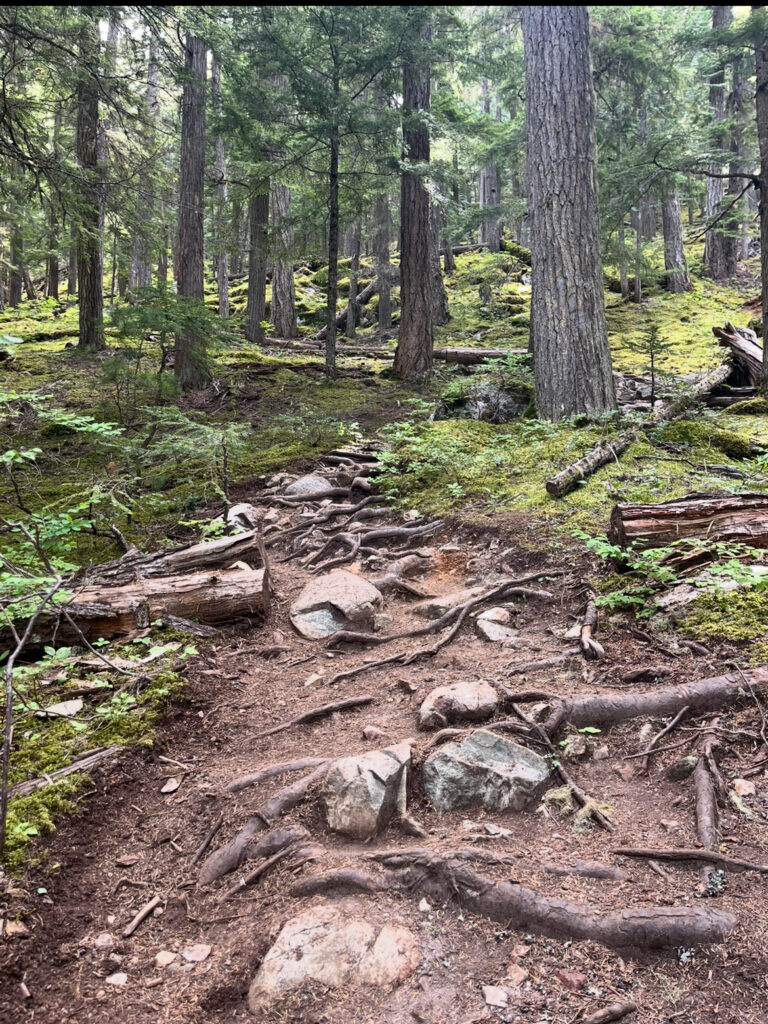 Hiking trail with rocks and roots.